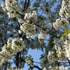 amandier en fleur
